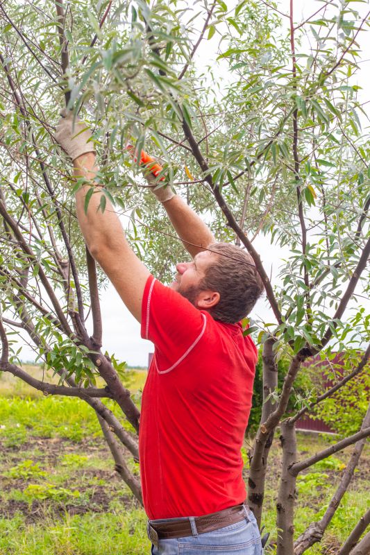 Orchard Tree Pruning