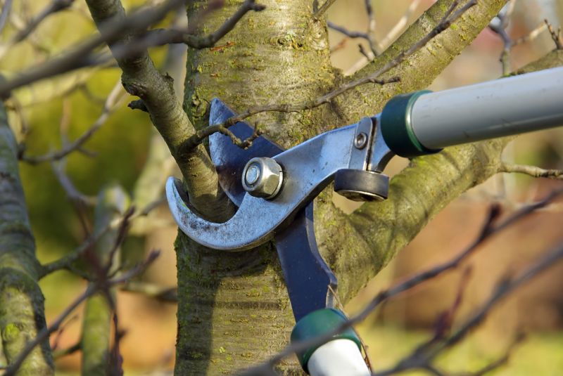 Professional Tree Trimming Equipment