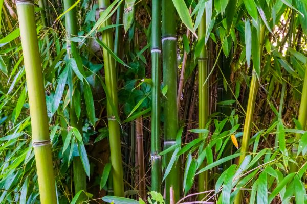Cost of Bamboo Trimming in Hayden