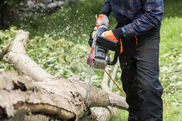 Cost of Branch Removal Service in Hayden