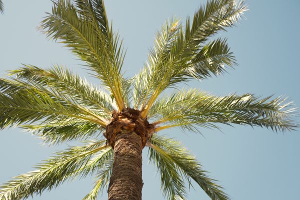 Palm Tree Pruning in Hayden