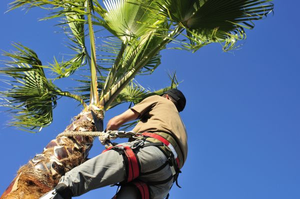 Palm Tree Trimming in Hayden