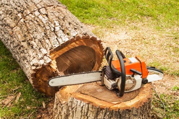 Tree Cutting Service in Hayden