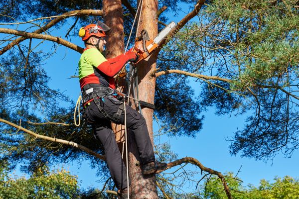 Tree Service in Hayden