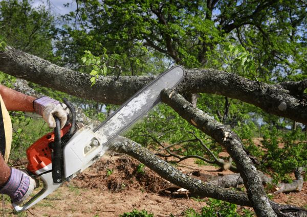 Cost of Tree Lopping Service in Hayden