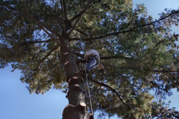 Cost of Trimming Service in Hayden