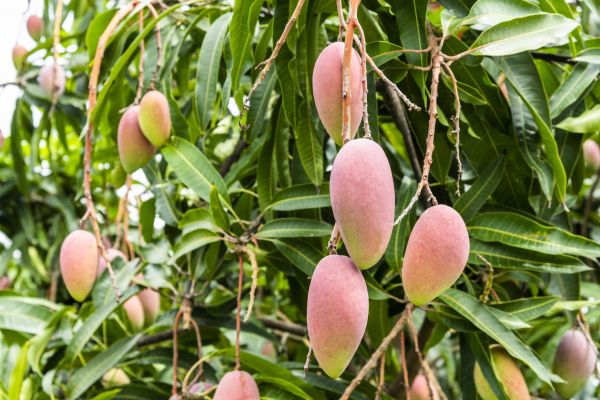 Cost of Mango Tree Trimming in Hayden