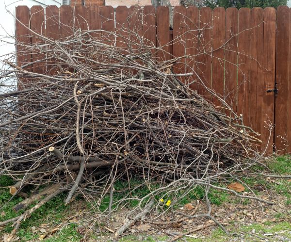 Cost of Dead Branch Removal in Hayden