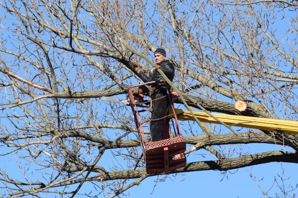 Cost of Emergency Tree Trimming in Hayden