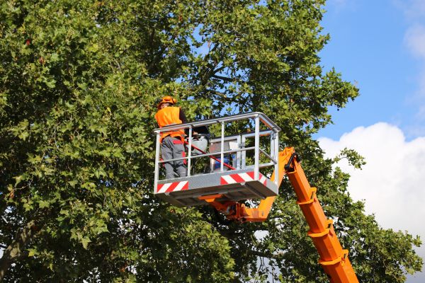 Commercial Tree Service in Hayden