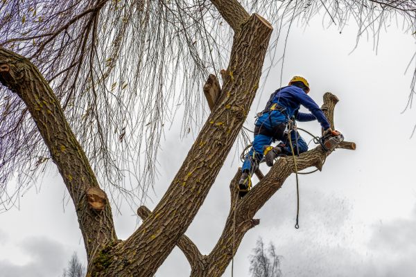 Cost of Tree Maintenance Service in Hayden
