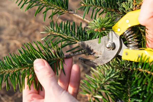 Pine Tree Pruning in Hayden