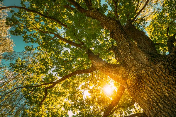 Oak Tree Pruning in Hayden