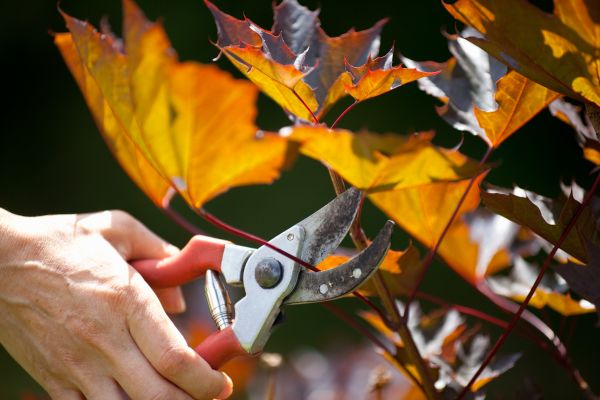 Maple Tree Pruning in Hayden