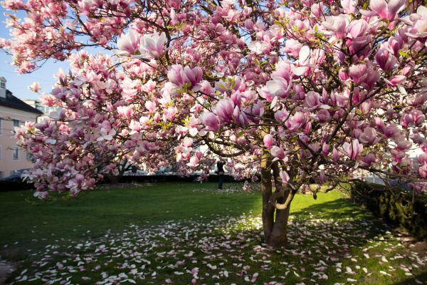 Cost of Magnolia Tree Pruning in Hayden
