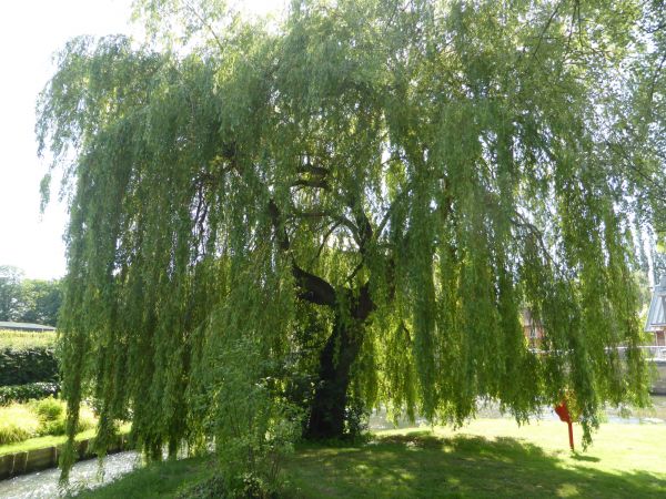 Cost of Willow Tree Trimming in Hayden