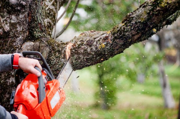 Tree Limbs Removal in Hayden