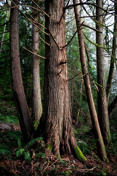 Cost of Cedar Tree Trimming in Hayden