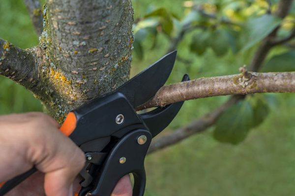 Cost of Tree Limb Cutting in Hayden