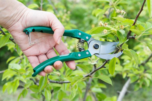Pear Tree Pruning in Hayden