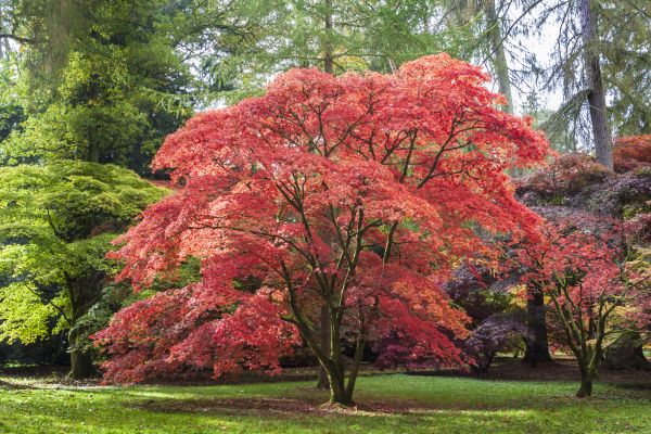 Japanese Maple Pruning in Hayden