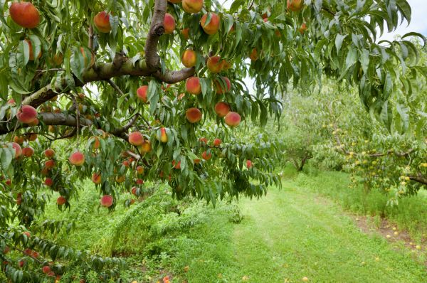 Peach Tree Pruning in Hayden