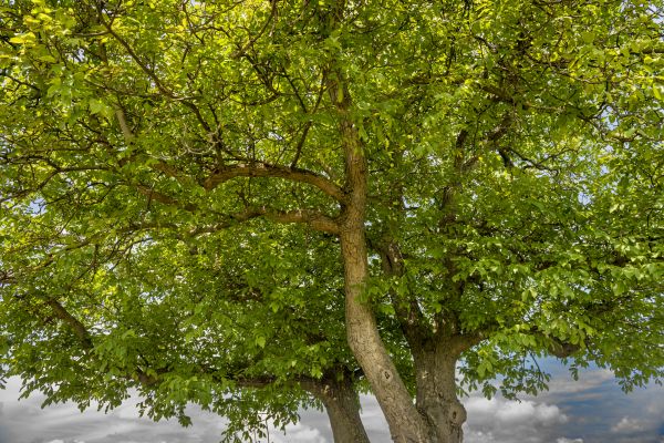Cost of Walnut Tree Trimming in Hayden