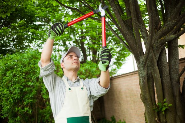 Cost of Tree Limb Pruning in Hayden
