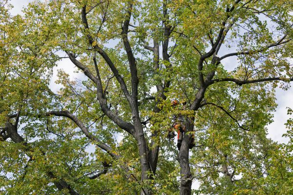 Cost of Tree Crown Shaping in Hayden