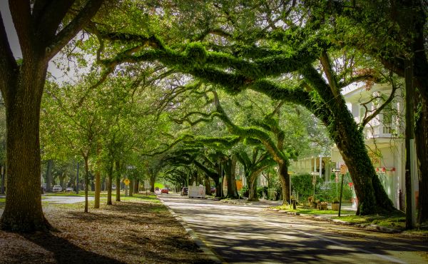 Cost of Tree Canopy Thinning in Hayden
