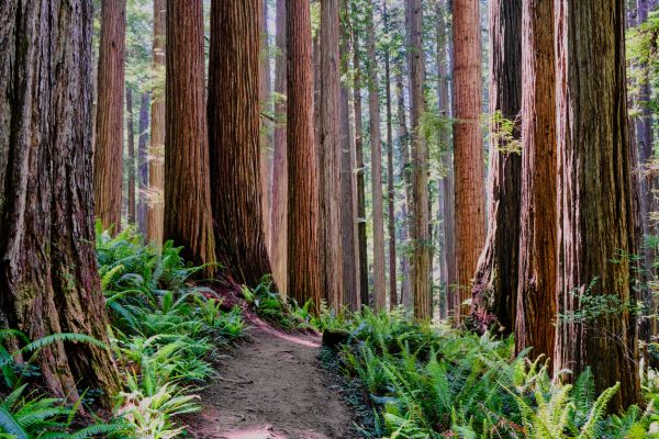 Cost of Redwood Tree Trimming in Hayden