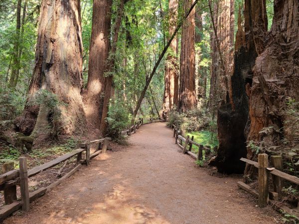 Cost of Redwood Tree Pruning in Hayden
