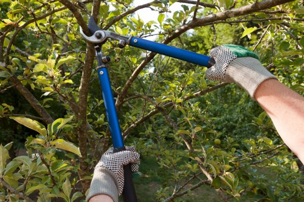 Cost of Residential Tree Pruning in Hayden
