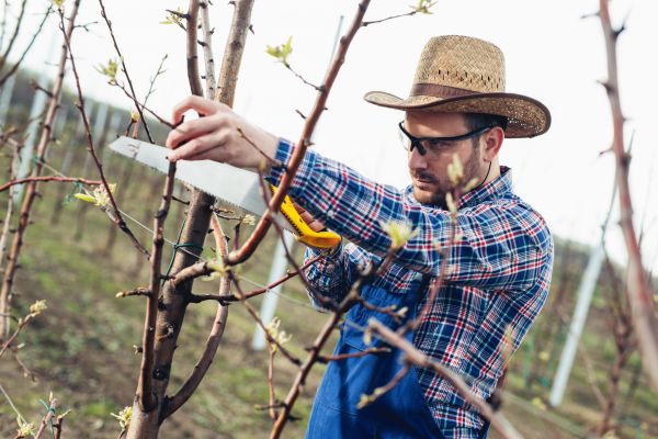Cost of Orchard Tree Pruning in Hayden