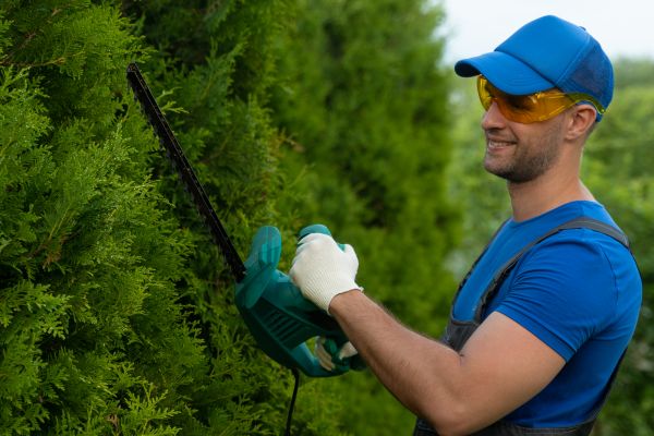 Cost of Tree Shaping Service in Hayden