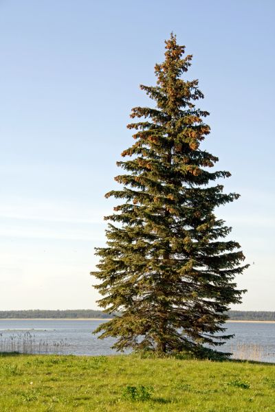 Cost of Spruce Tree Pruning in Hayden