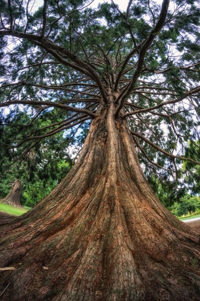 Cost of Cedar Tree Pruning in Hayden