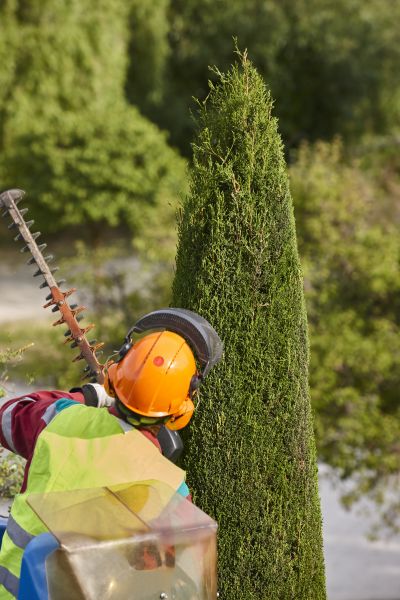Cost of Cypress Tree Trimming in Hayden