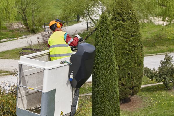 Cost of Cypress Tree Pruning in Hayden