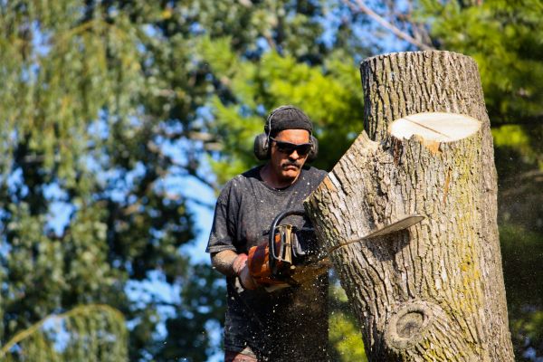 Cost of Ash Tree Pruning in Hayden