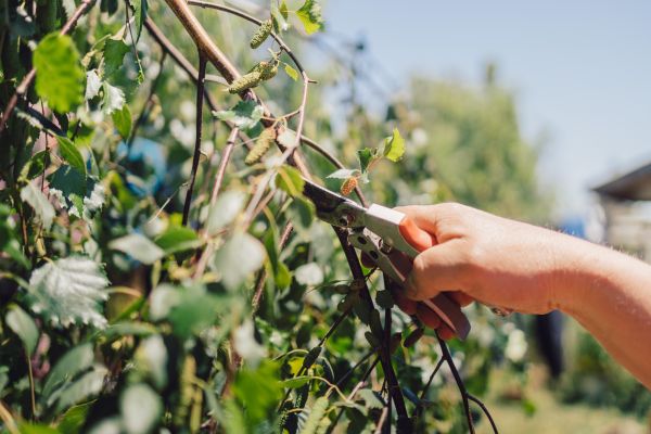 Cost of Birch Tree Pruning in Hayden