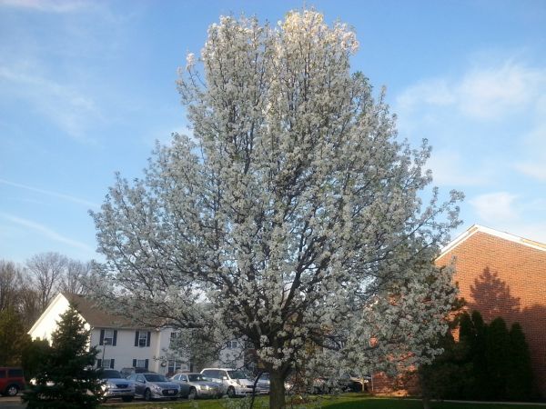 Cost of Bradford Pear Tree Pruning in Hayden