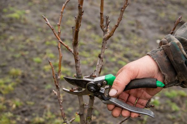Pear Trees Pruning in Hayden