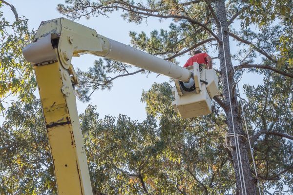 Cost of Limbs Trimming in Hayden