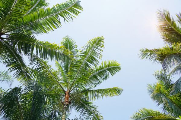 Cost of Queen Palm Tree Trimming in Hayden