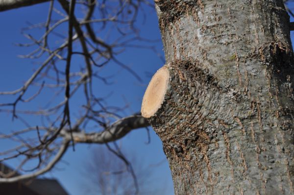 Cost of Limb Pruning in Hayden