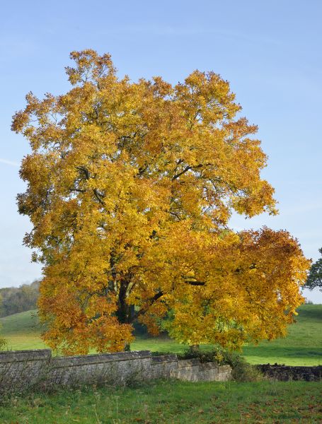 Cost of Hickory Tree Trimming in Hayden