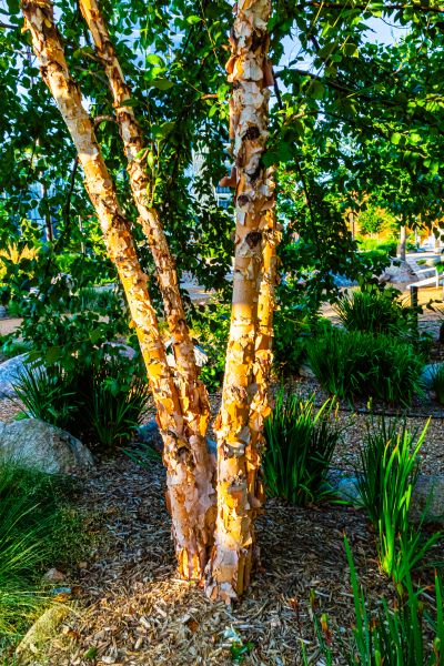 Cost of River Birch Trimming in Hayden