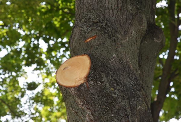 Cost of Limb Cutting in Hayden