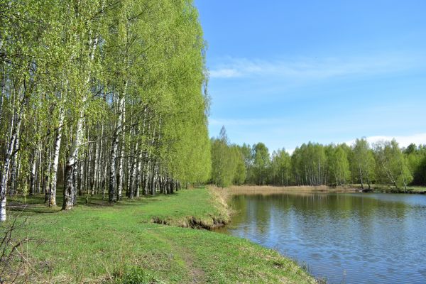 Cost of River Birch Pruning in Hayden